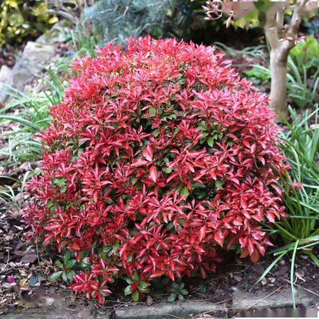 英国著名"四季花园"的绝美风景_时间_一生_garden