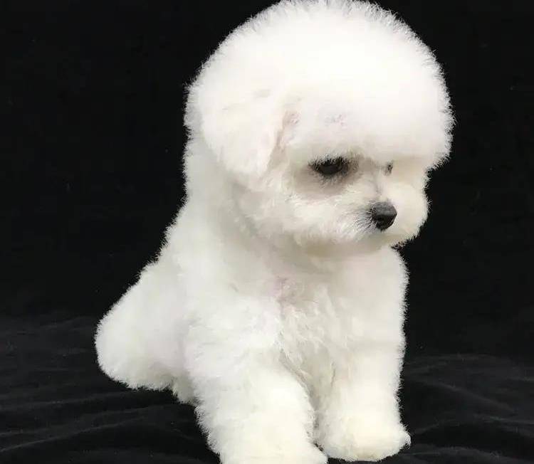 盘点比熊犬的优缺点,看完以后,再决定养不养_狗狗_毛发_主人