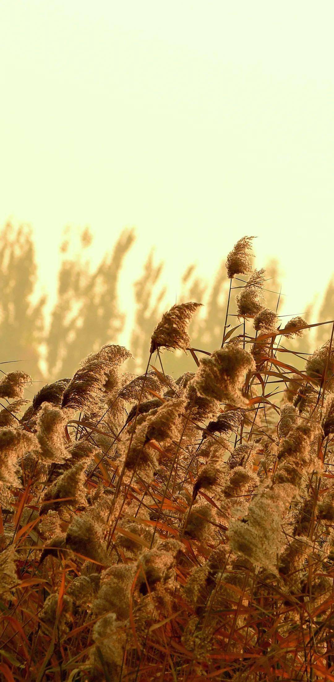 壁纸级城市美景|七里河芦荻花_arundo_donax_芦苇