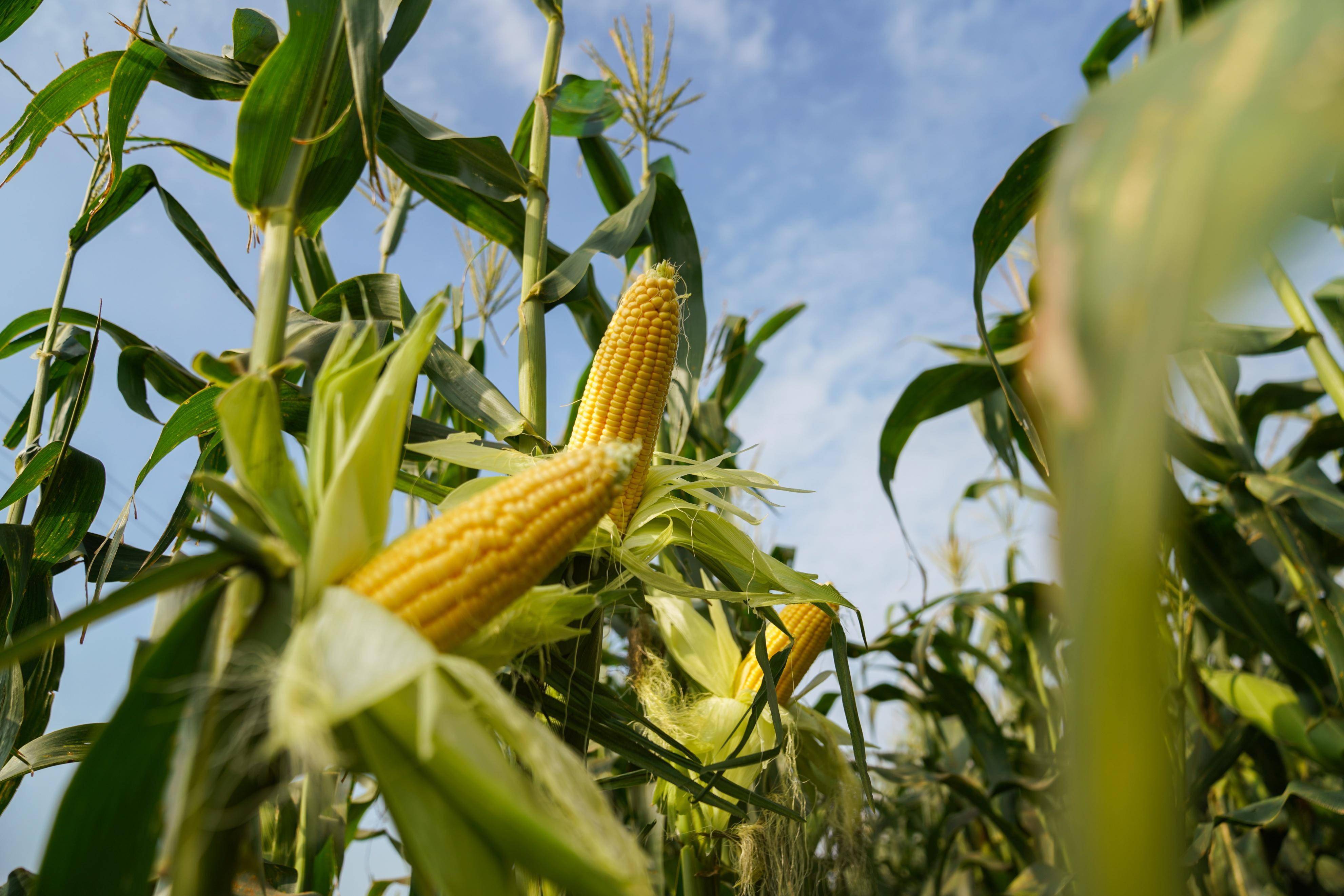 "我要当老板"创业12年 小伙拼多多月销玉米10万单_秦宗暖_种植_品种