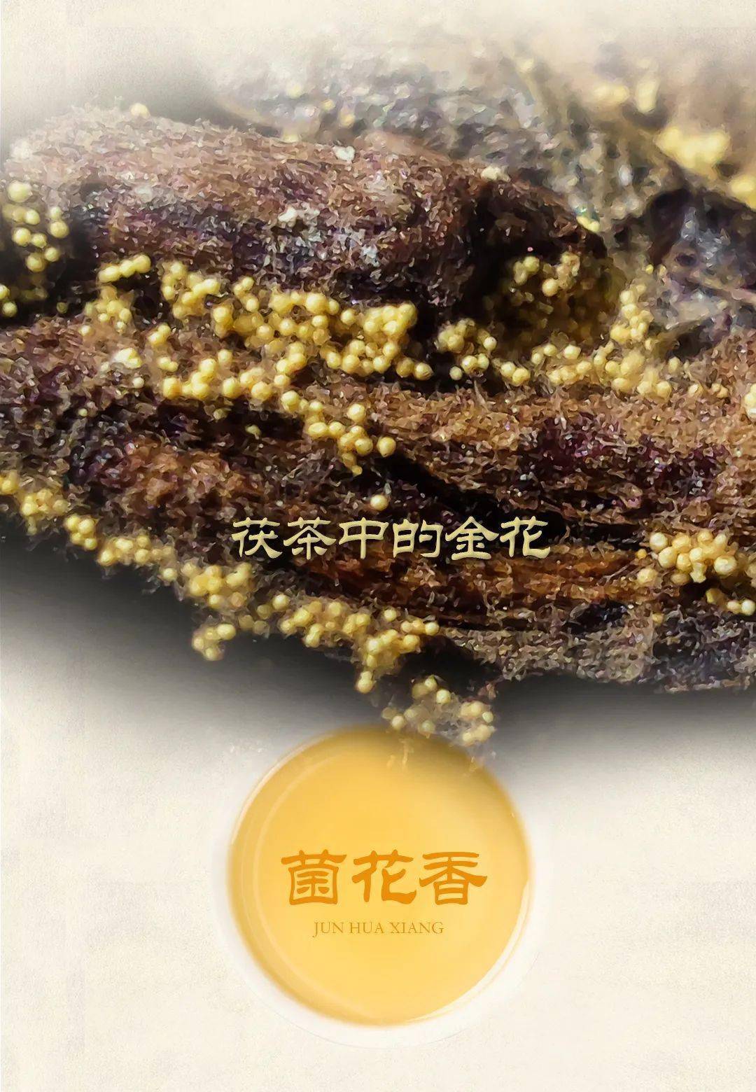 2热忱欢迎广大茶友投稿投稿请发至 admin@chinadarktea
