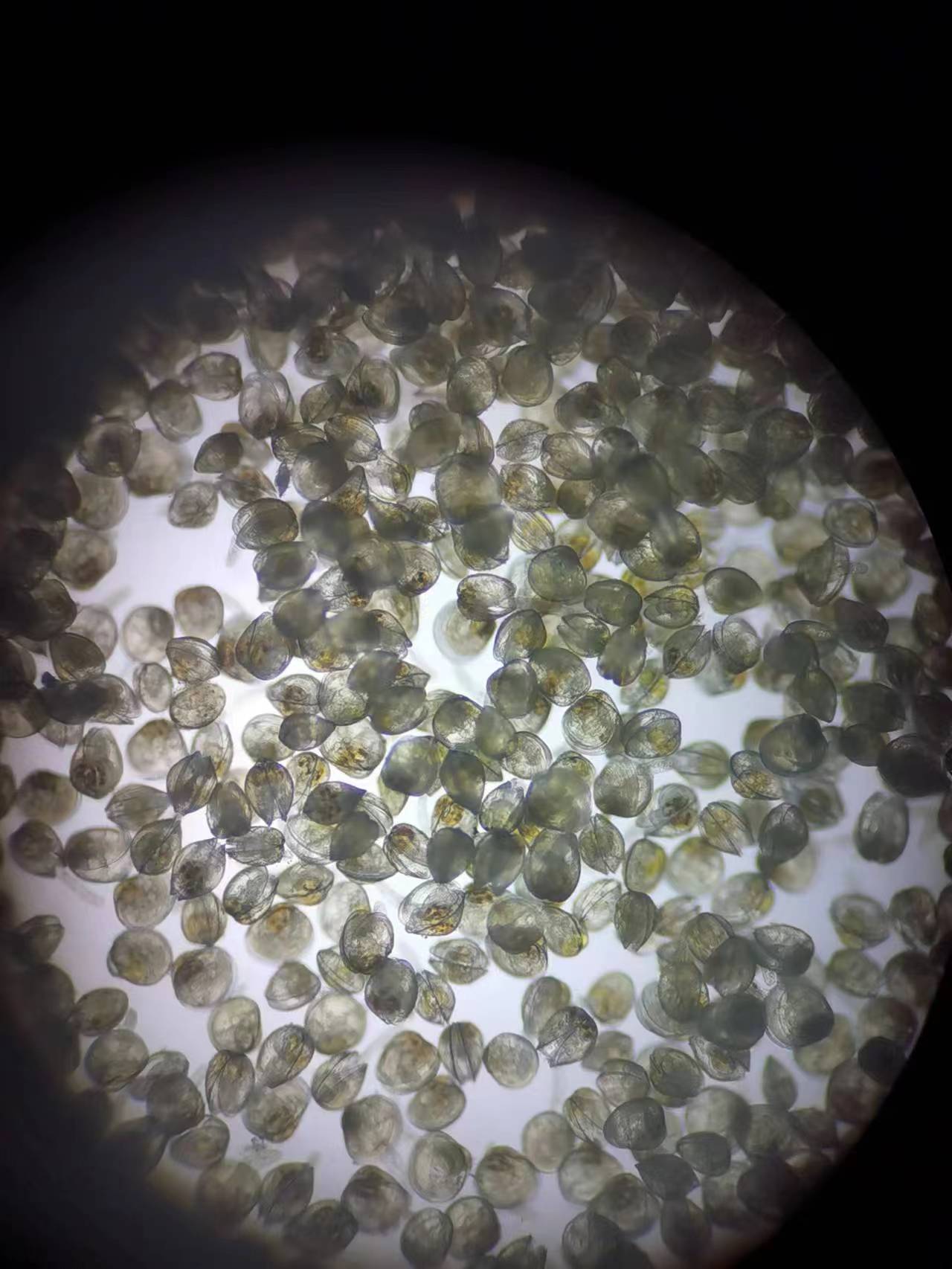 (经济)福建莆田:双壳贝类苗种繁育产业助民增收_平海镇_秀屿区_新华社