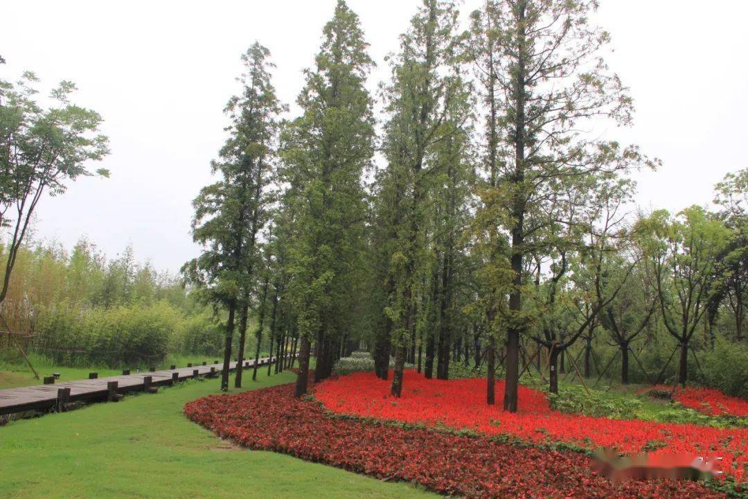 园林绿化中几何色块的出"彩"设计_效果_植物_景观