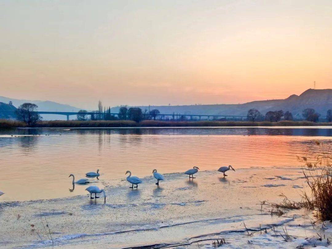 冬日来兰州三江口看天鹅