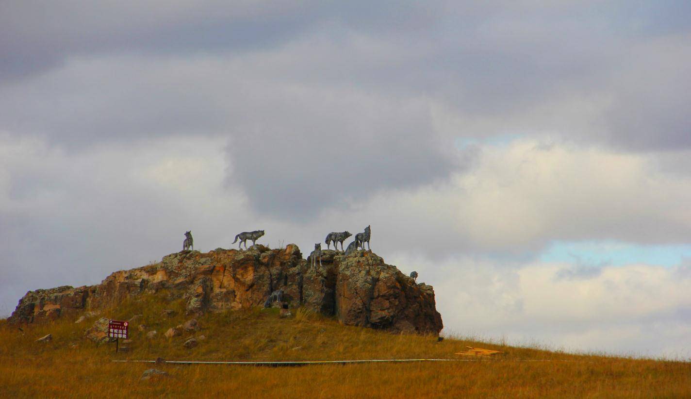 乌拉盖野狼谷占地面积40000亩,景区内共有95匹草原狼,其中65匹是成年