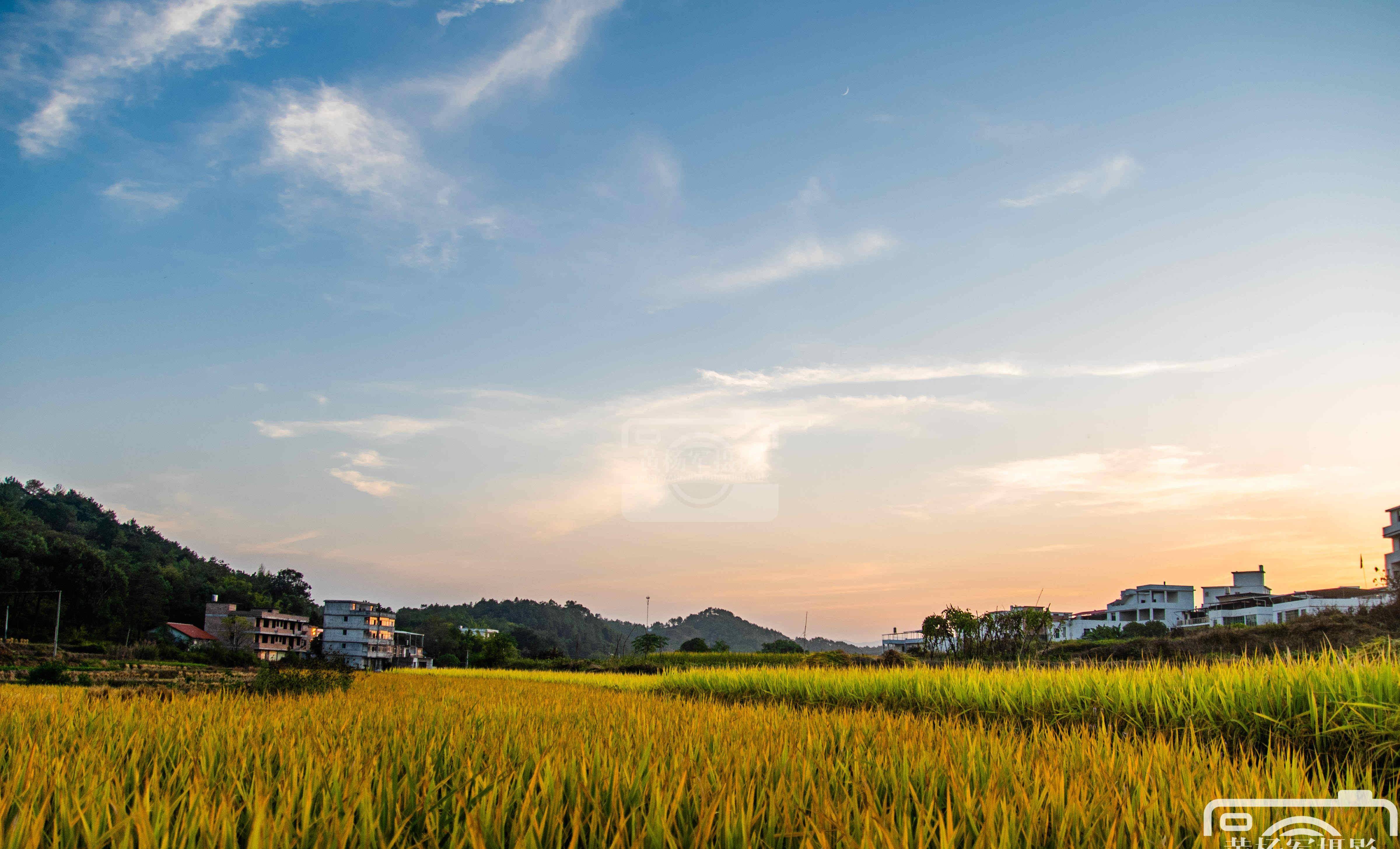 江西河田村的乡村秋色,稻浪金黄景色美如画,距于都城仅11公里_稻田