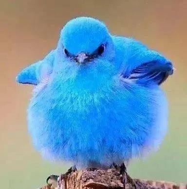 树枝_样子_小家伙