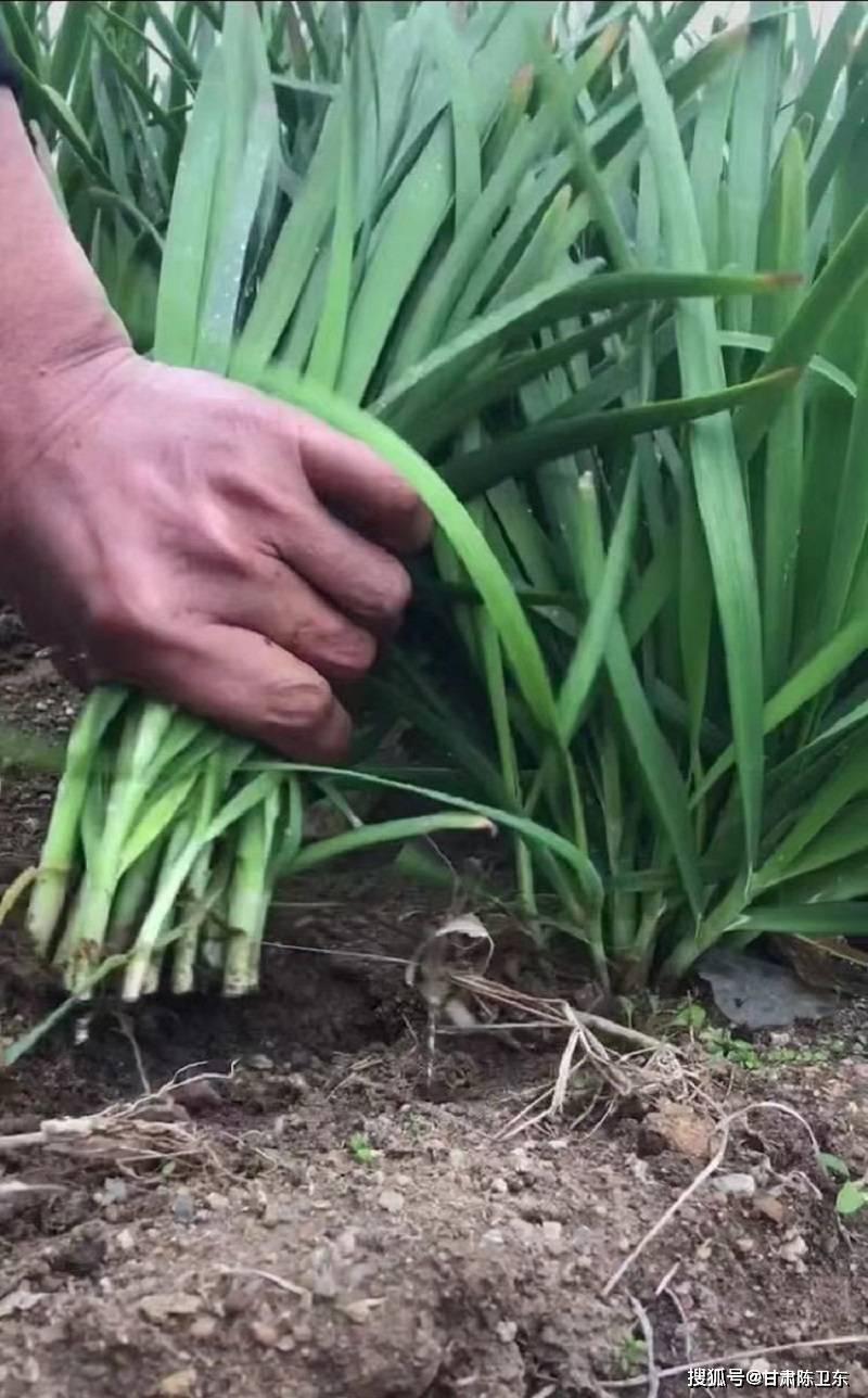 终于不装了,资本家们举起镰刀开始割韭菜了