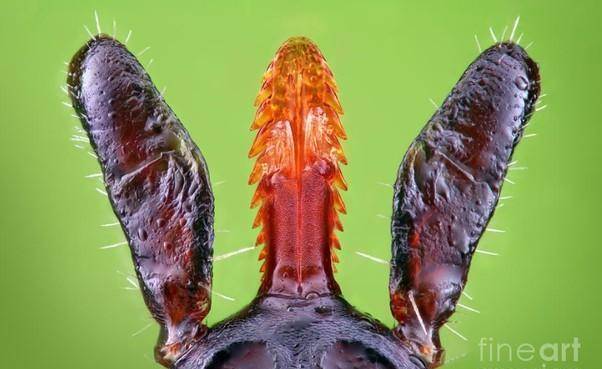 蜱虫有很多种类,但是它们的嘴巴长得都一样的丑陋,只为更快更准确的