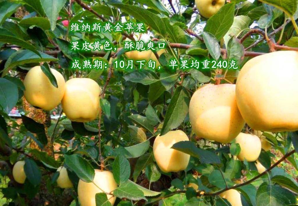 维纳斯黄金苹果源自于金帅苹果自然杂交的种子播种选育而成,外表金