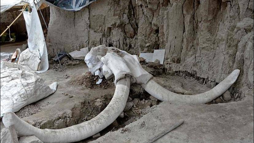 墨西哥修新机场,却挖出60多具灭绝的猛犸象遗骸,来自1.