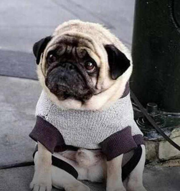 带狗子外出假装不要它,狗子满脸委屈坐地上,眼神绝望让人心疼_网友_带