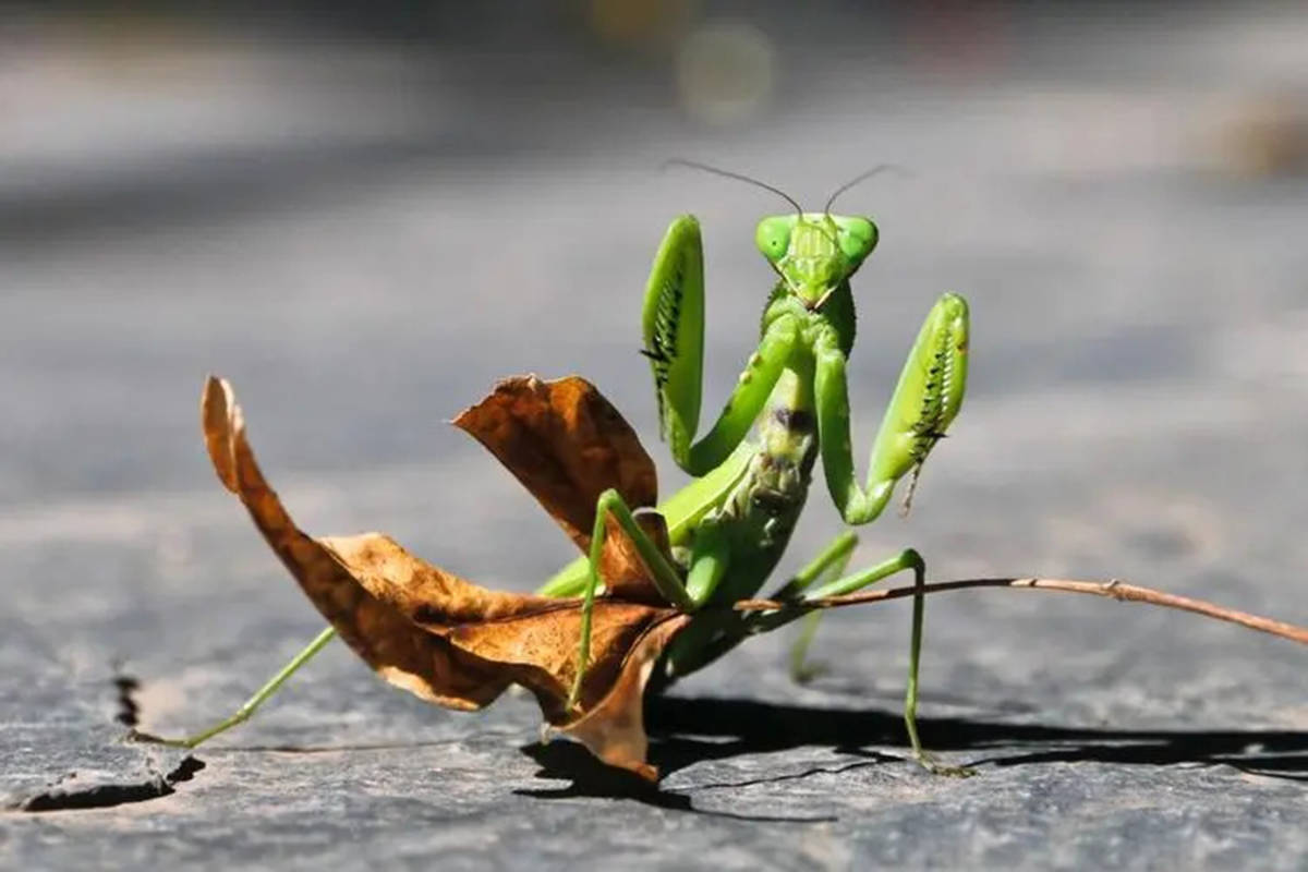 残忍的精灵:螳螂手持双刀,身披锦缎,是不走寻常路的顶级猎食者