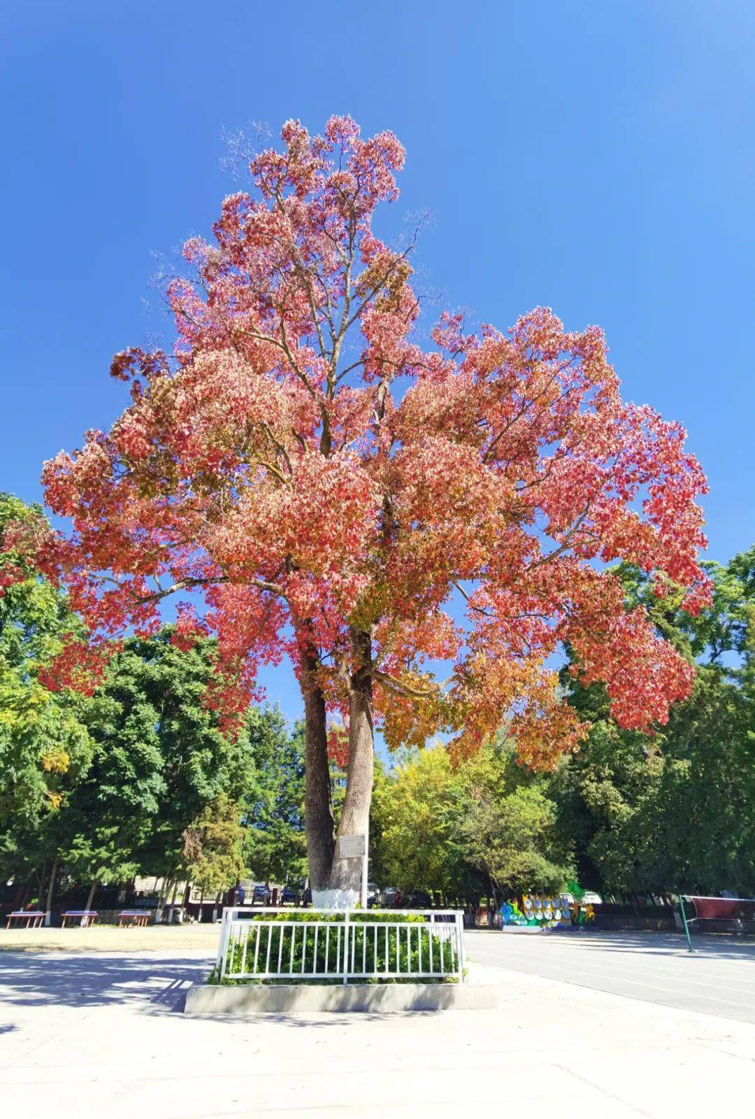 目,又称木子树,腊子树等,它是一种落叶乔木,乌桕树有生机勃勃的寓意