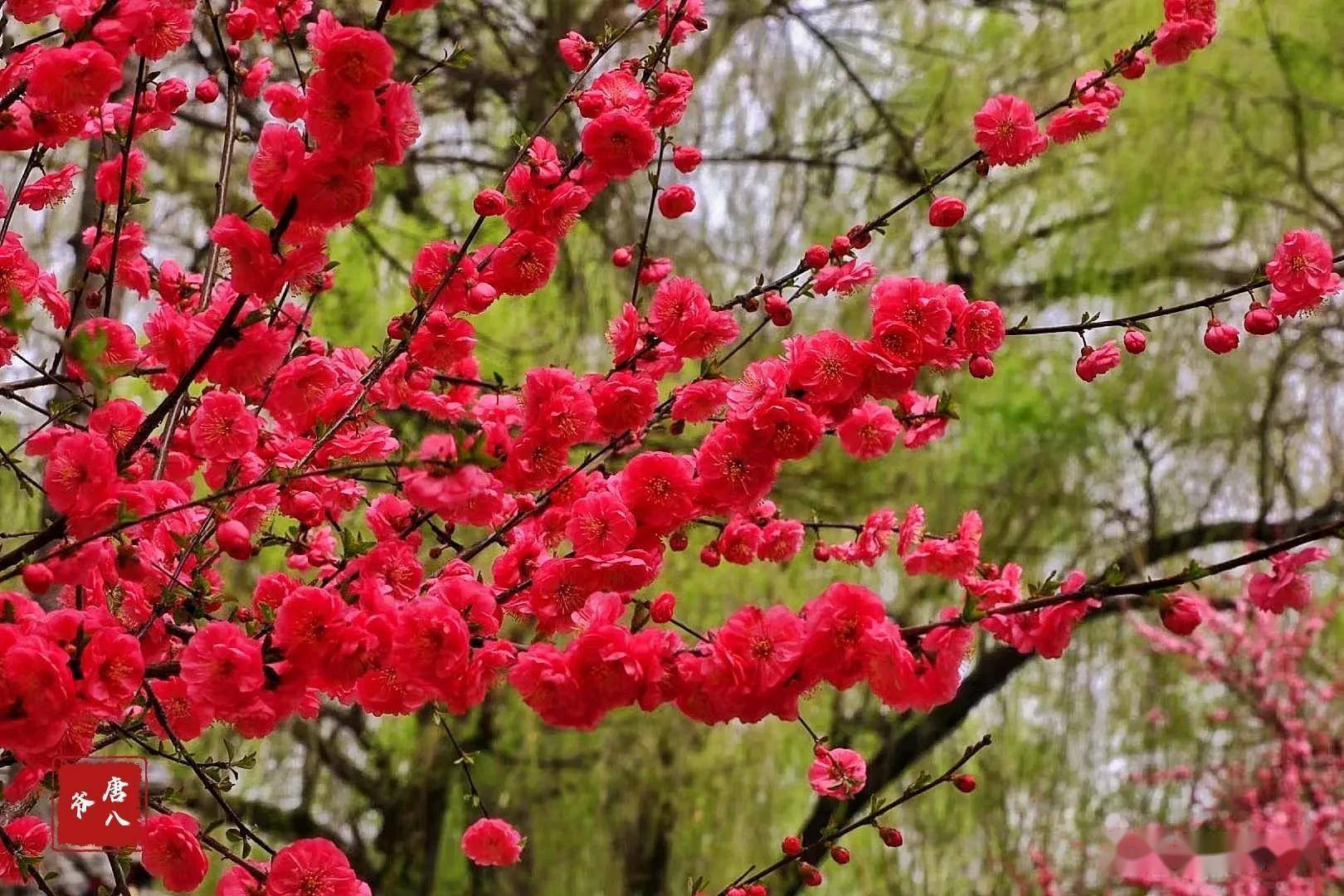 红梅花儿开