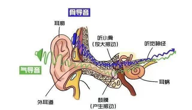 怎样才能听到自己真实的声音？_传导_空气_耳朵