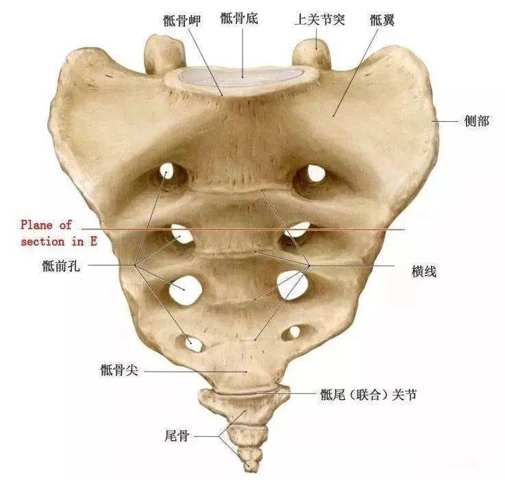 婴儿尾椎凹陷图片图片