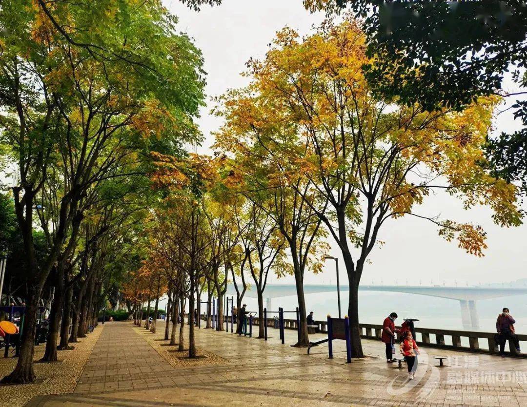 冬日秋景,江津滨江路美!美!美!_银杏_园林_紫薇