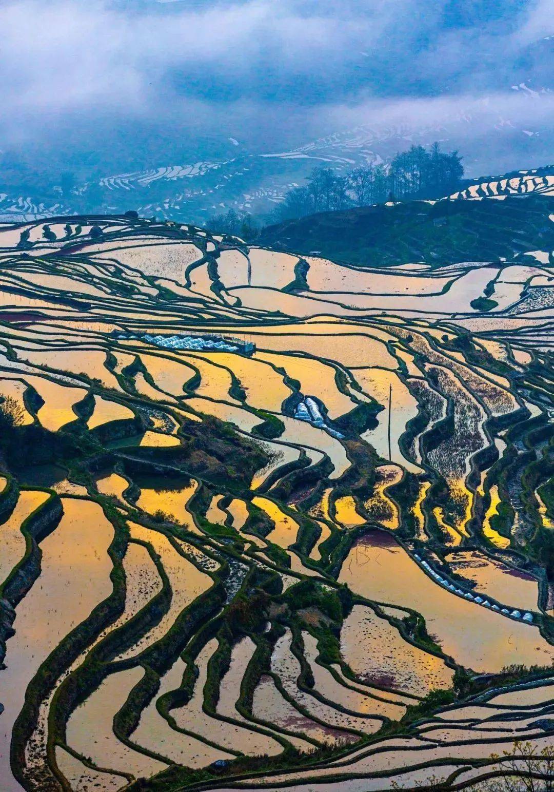 元阳梯田,哈尼族1300年的田园牧歌_旅游_土地_曲线