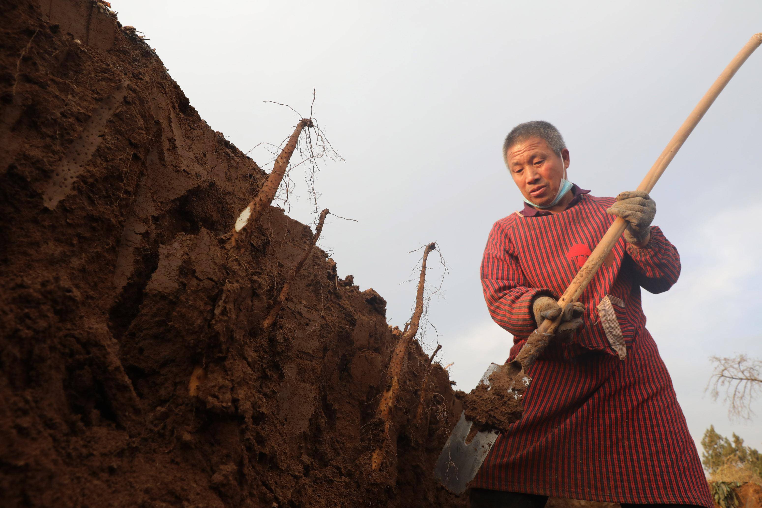 12月12日,温县番田镇余村农民在田间采挖铁棍山药.