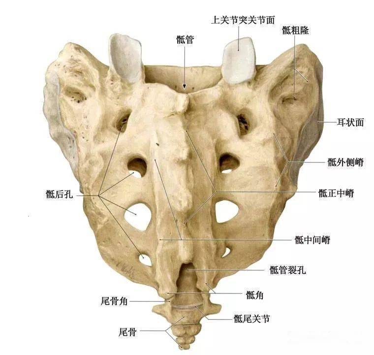 骶尾部解剖图片