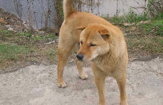 中华田园犬与柴犬_中华田园犬柴狗_田园犬中华柴犬图片