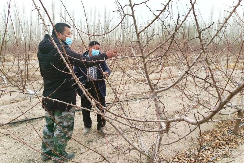 新疆和硕:冬闲冬剪忙 蓄势待增收_果树_修剪_进行