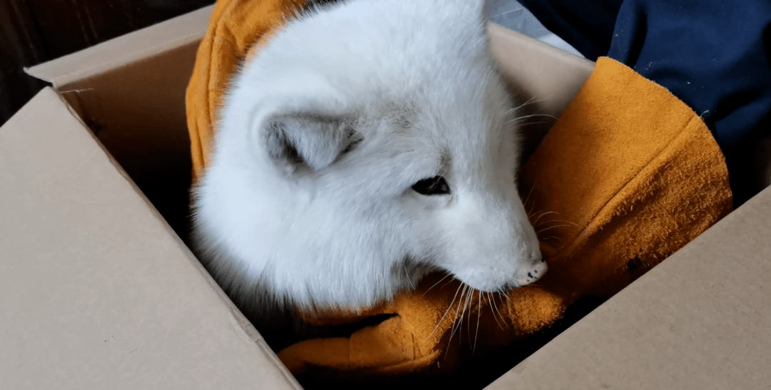 特殊的缘分,迷途白狐找不到家却找到了森林警察!_米易县_救助_小家伙