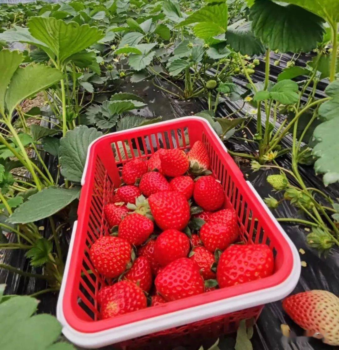 巧克力等品种口味多样,味道甘甜,肉嫩多汁目前有巧克力草莓,香妃草莓