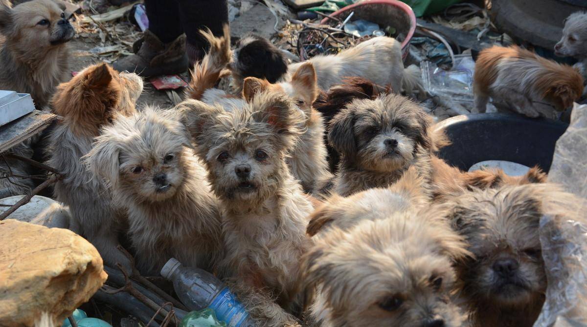 1个60多岁的流浪汉,收养了40多只流浪狗,活的狗模狗样_图片_东方_来自