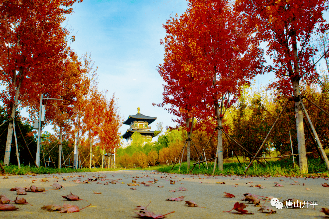 唐山花海首届摄影大赛圆满收官