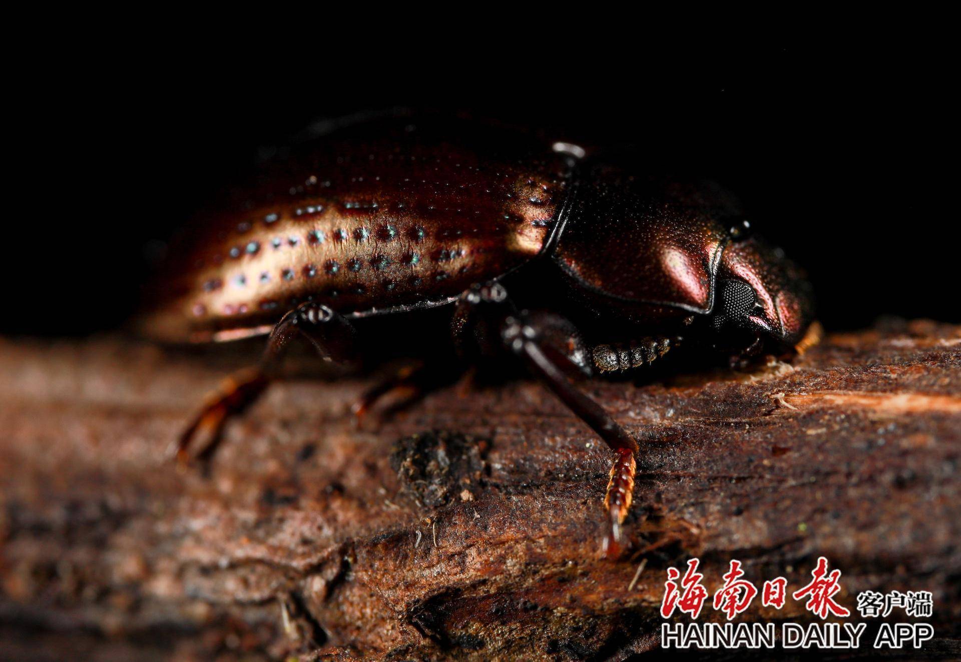 探海南热带雨林生物多样性之美