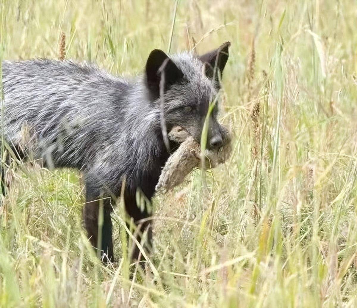 宁夏草原惊现大量黄鼠,疯狂复仇天敌,一口就能咬掉狐狸的鼻子_数量