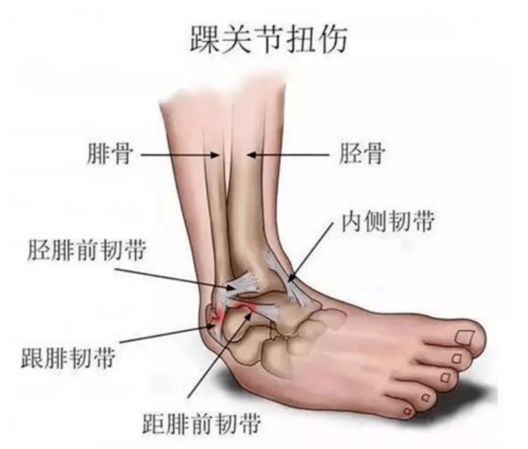 踝腕关节运动图解图片