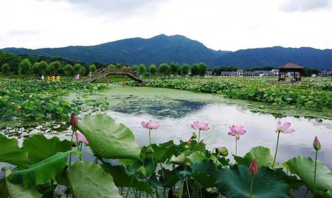 建宁县修竹村(七绝)_霞浦_林承强_柳岸