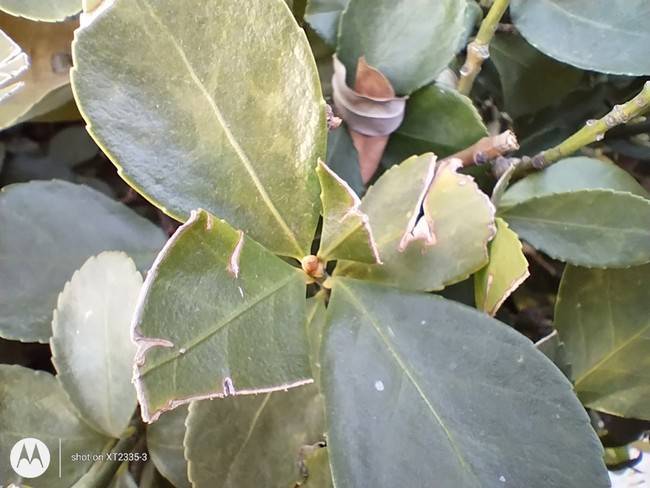 moto G53体验评测:外观更精致影像更好 千元入门就选它