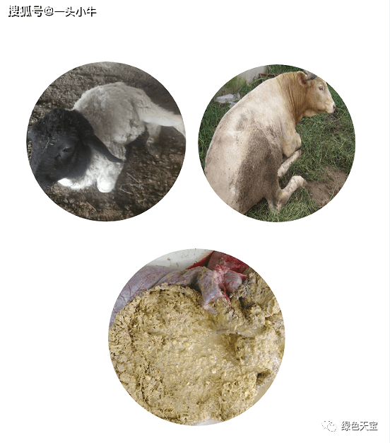 牛羊瘤胃积食需要预防吗?影响养殖效益吗?
