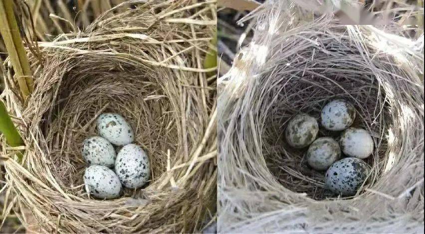 被寄生的大苇莺(左)与震旦鸦雀(右)76蛋壳颜色的作用76蛋壳的主要