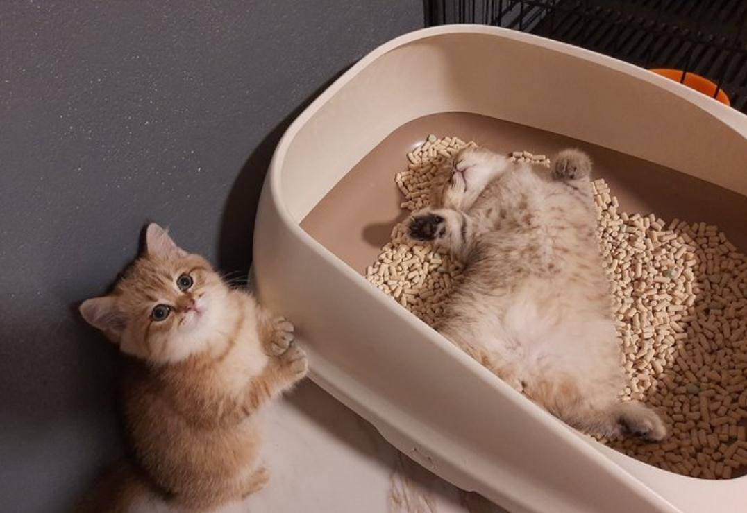 小猫咪躺在猫砂盆里呼呼大睡,其他猫尿急无奈排队:憋不住啦_主人_家庭