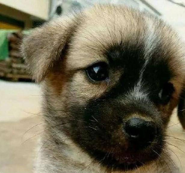 路上碰到流浪小奶狗,看到这无辜小眼神,决定为它背弃誓言_网友_小狗