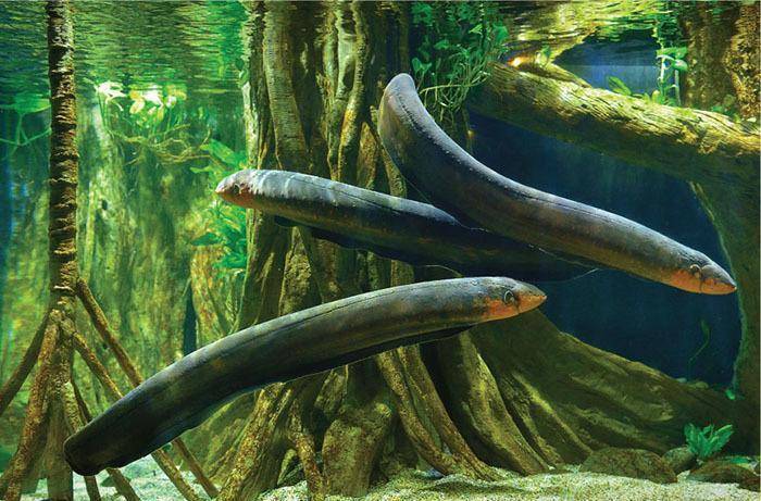 总结:电鳗确实是一种非常有挑战性的进阶水族宠物,有意向饲养的水族箱