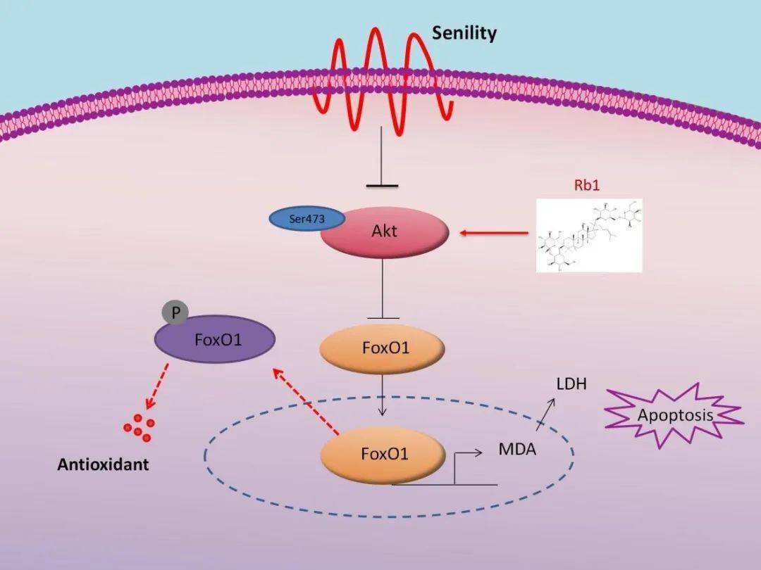 高龄_研究_女性