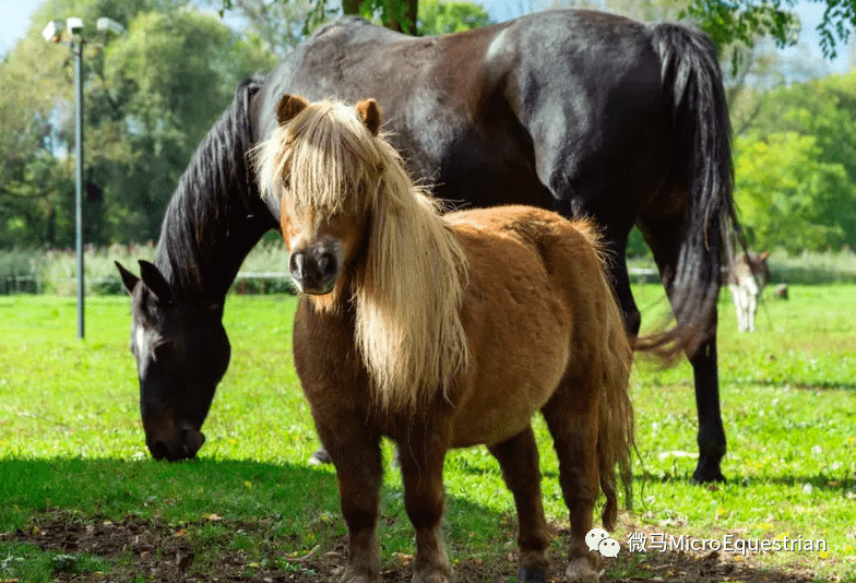 不是个子矮的马就叫pony~实际上这有点复杂……_horse_差异_比例