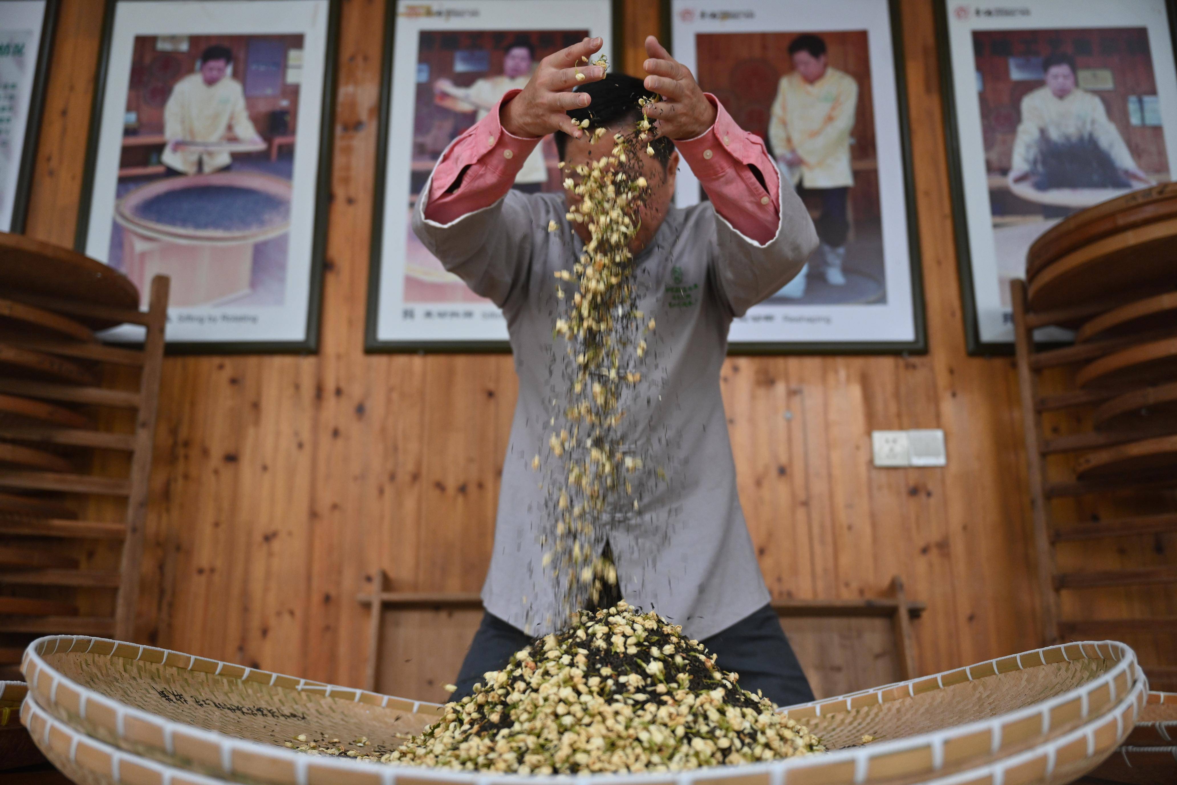 (新华全媒)福州:茉莉花茶的传统窨制工艺_进行_茶叶_周义