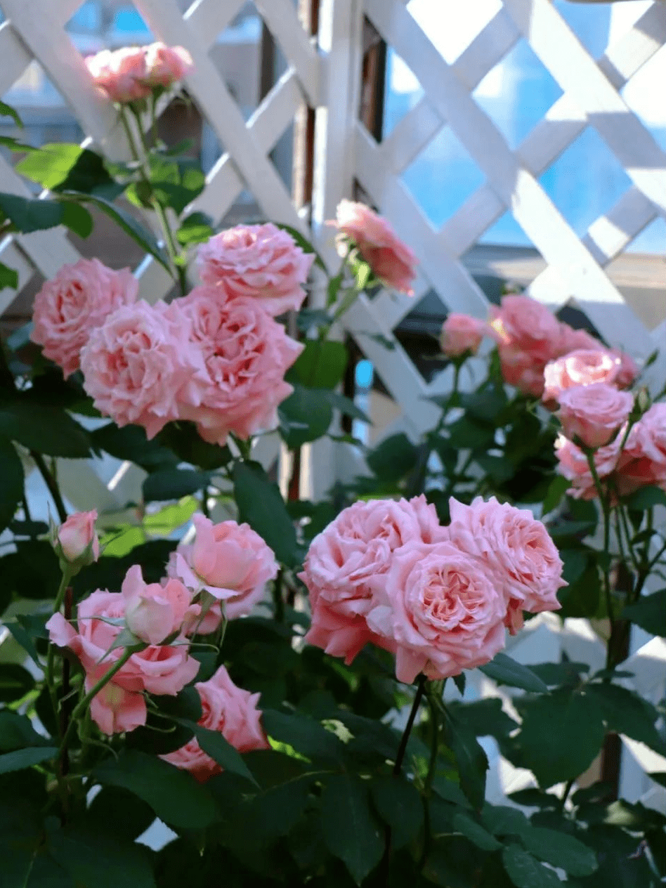 每天，都是生命中最美好的一天_搜狐网