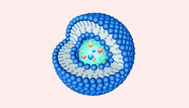 【Science】FMP研究发现饥饿导致细胞重塑的全新机制！_营养_内体_肌肉