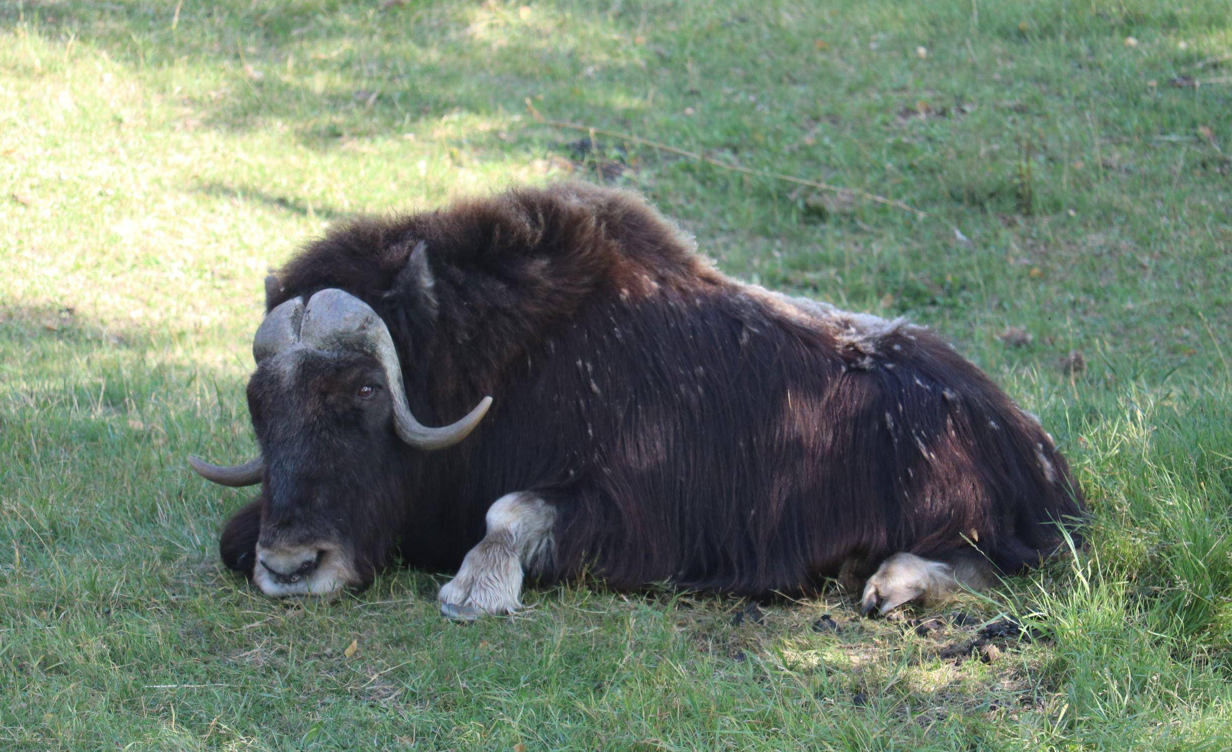 北极麝牛发情时有体香,遇敌不逃,围成一圈保护小牛_生活_人类_未成年