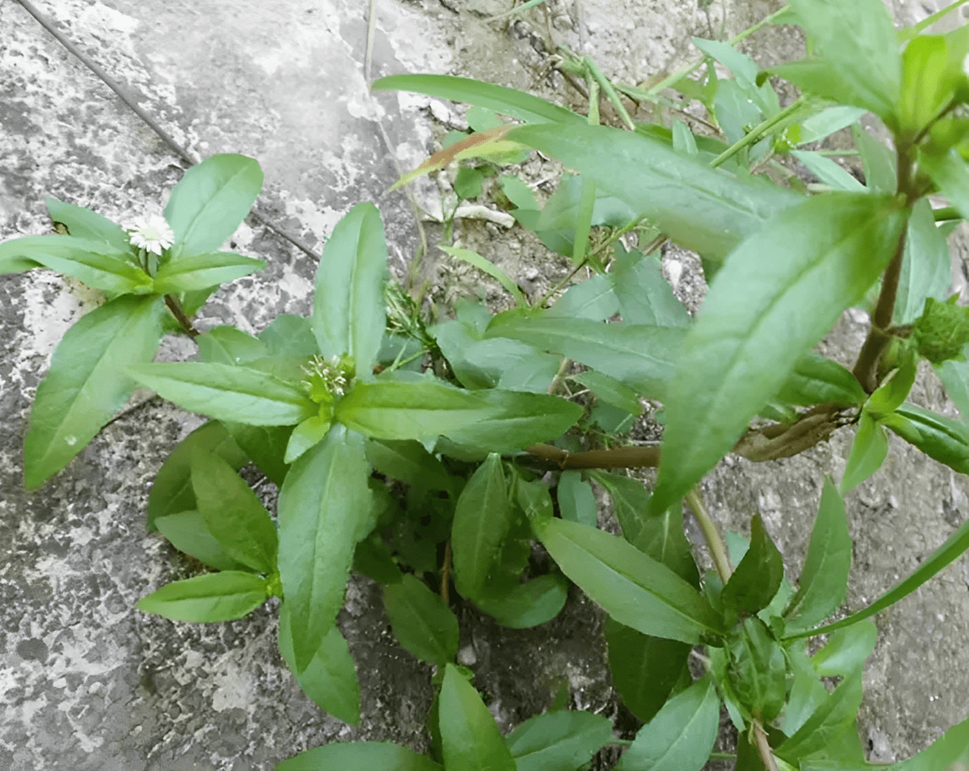 1种神奇的植物