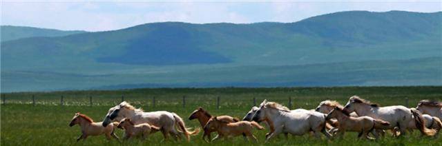原创
            古代中原喂养战马，都是加料的，那么草原游牧民族的战马怎么养？
                
                 