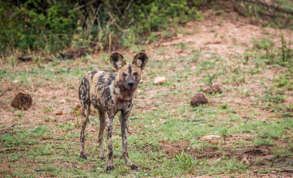 一只非洲野狗和胡狼组成狩猎联盟,还抢着当胡狼幼崽的干妈_索罗_鬣狗